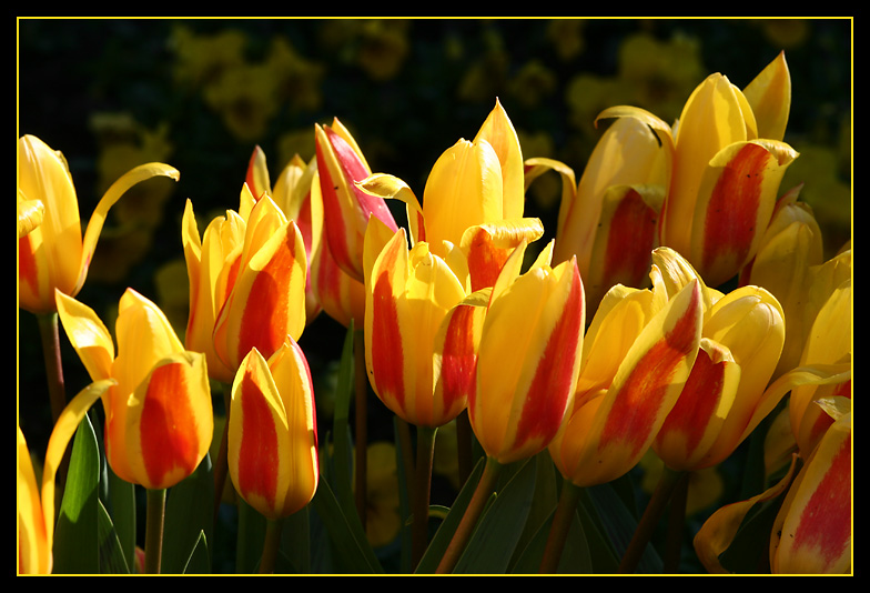 Tulpen im Frühling #1