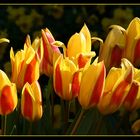Tulpen im Frühling #1