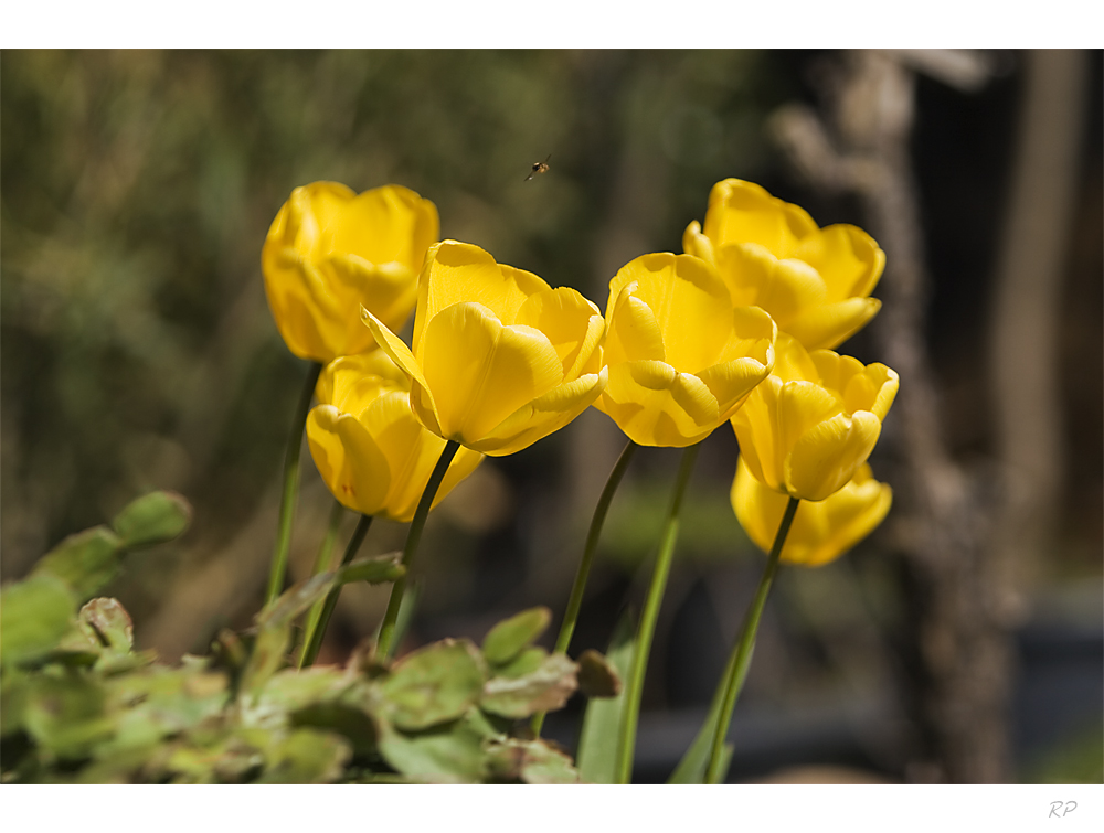 Tulpen im Frühling