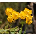 Tulpen im Frühling