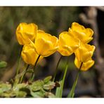 Tulpen im Frühling