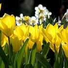 Tulpen im Frühling