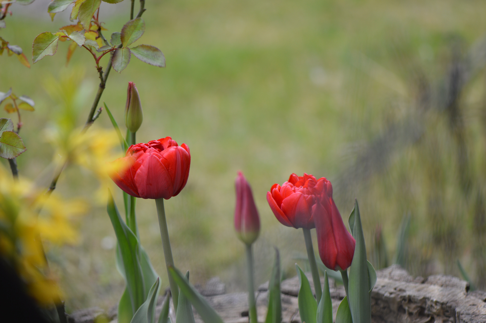 Tulpen im Frühling