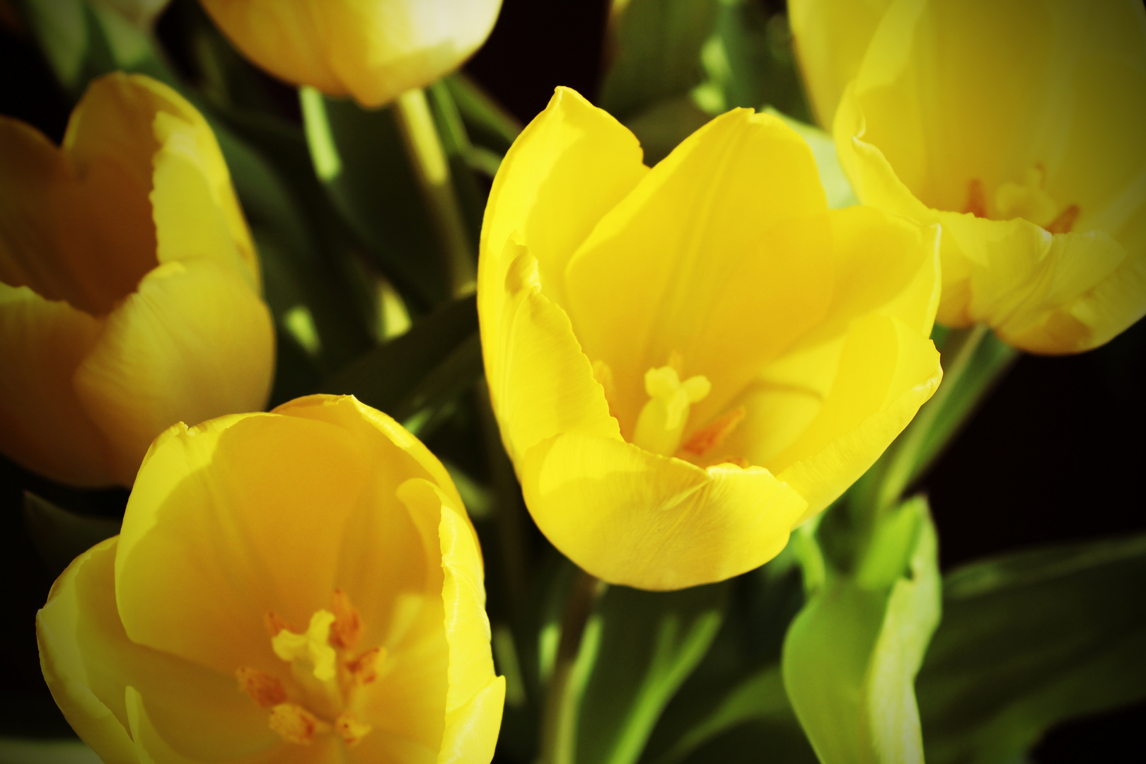 Tulpen im Frühling