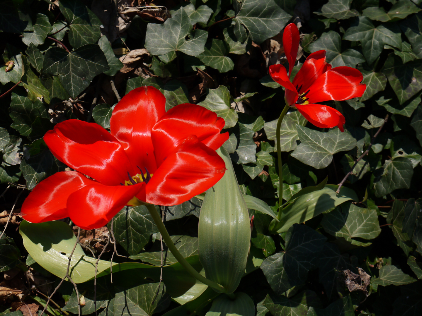 Tulpen im Frühling