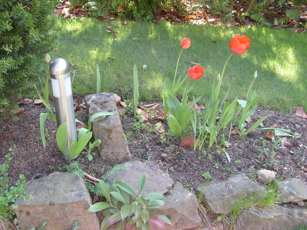 Tulpen im Frühling