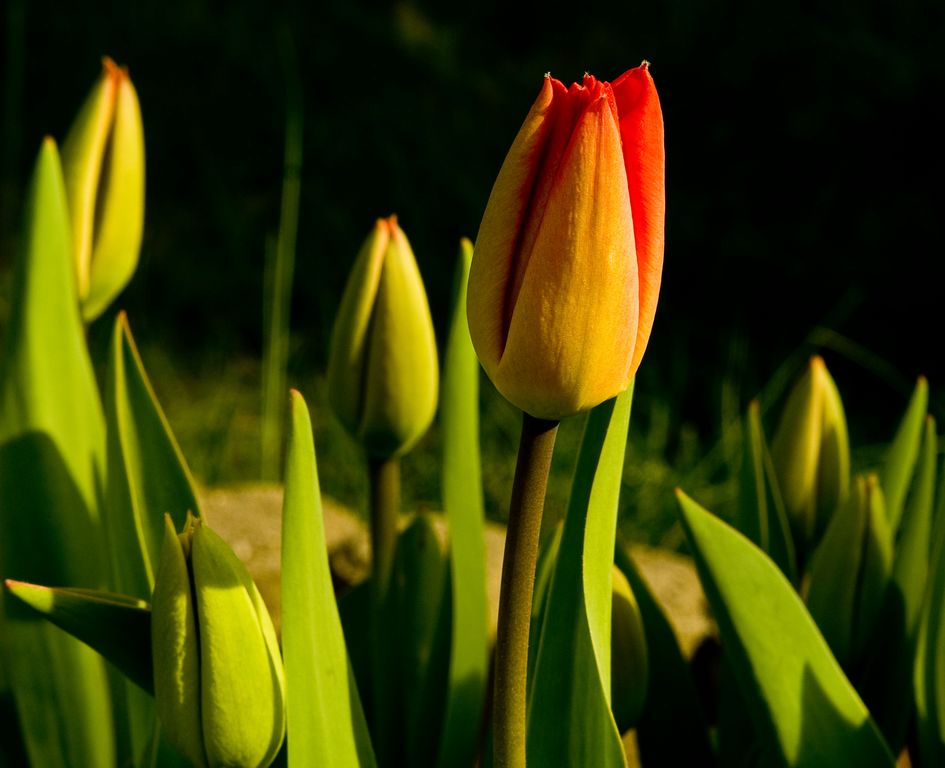 Tulpen im Frühling