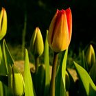 Tulpen im Frühling