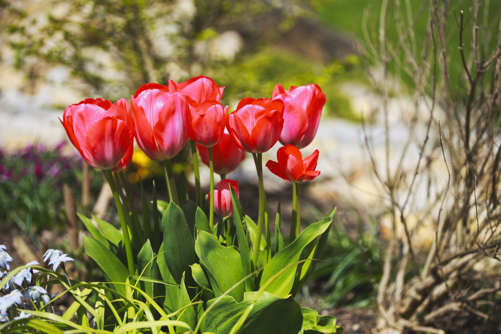 Tulpen im Frühling