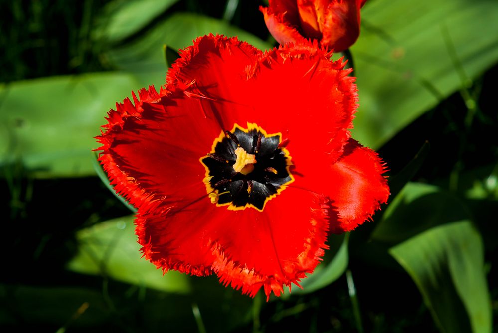 Tulpen im Frühling