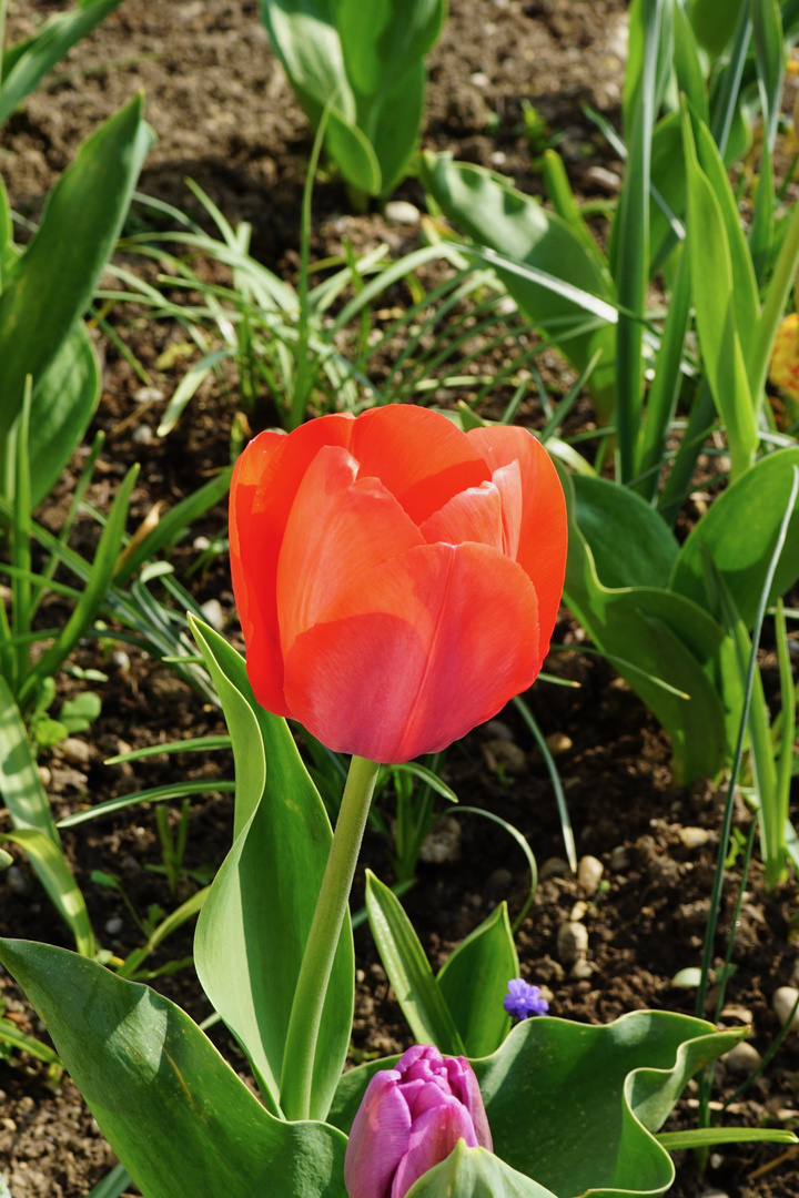 Tulpen im Frühling