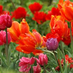 Tulpen im Frühling