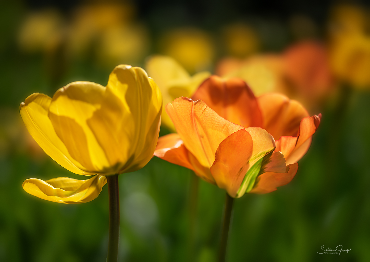 Tulpen im Frühlingswind