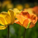 Tulpen im Frühlingswind
