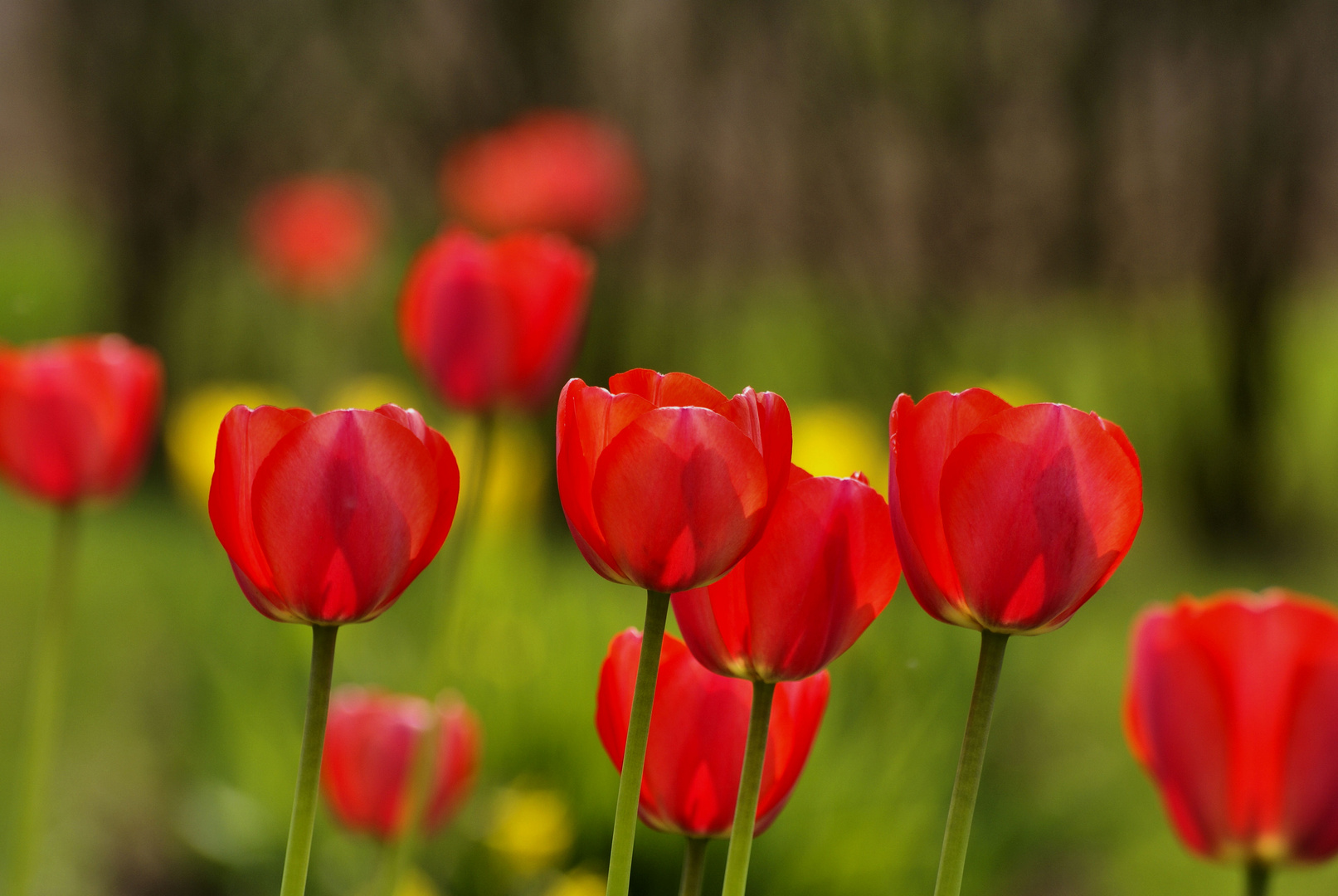 Tulpen im Frühlingswind