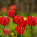 Tulpen im Frühlingswind