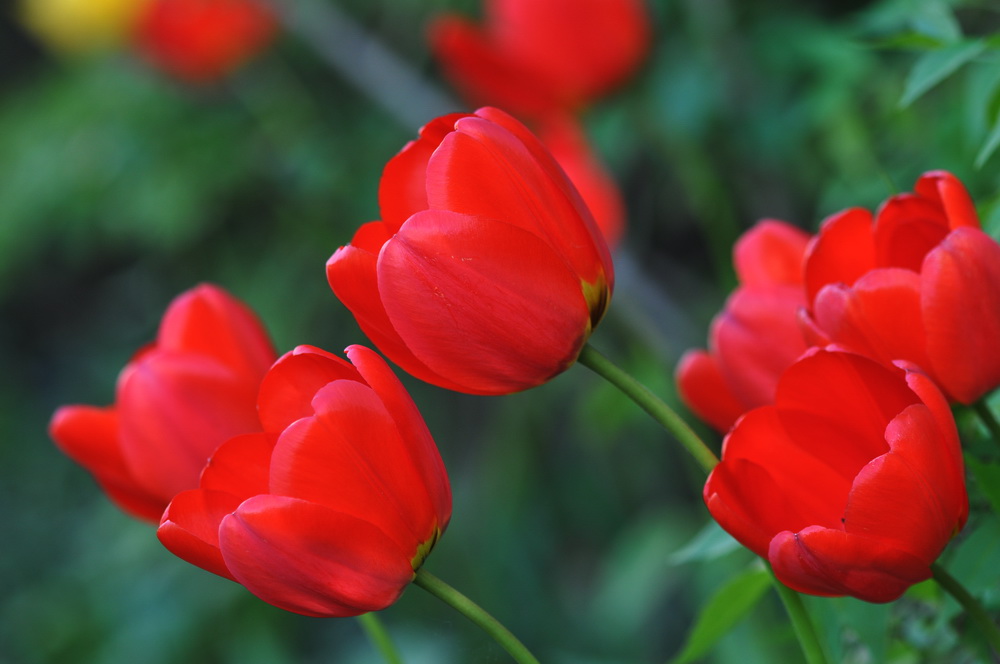 Tulpen im Frühlingswind