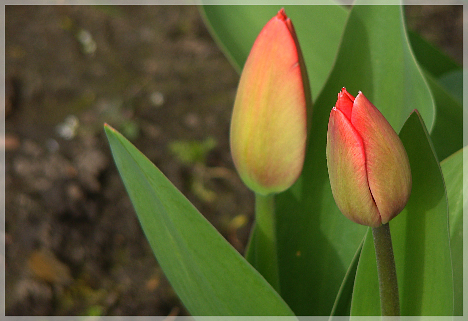 Tulpen im Garten