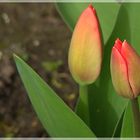 Tulpen im Garten