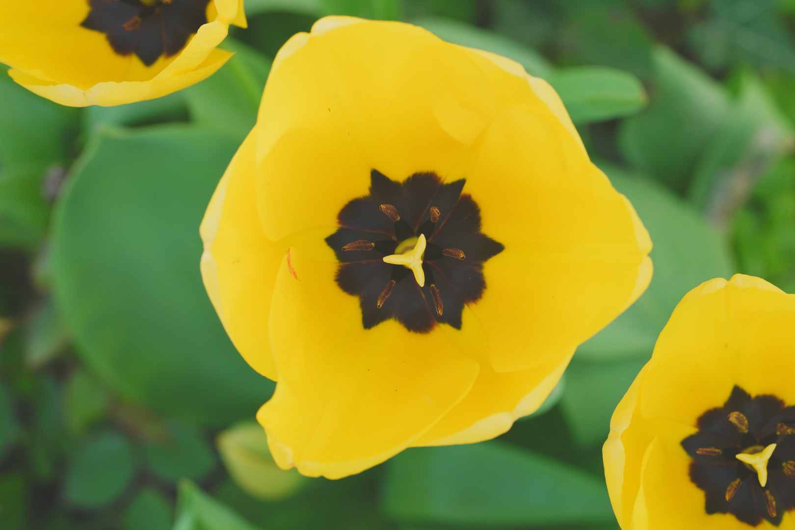 Tulpen im Garten Foto & Bild natur, pflanzen, blüten Bilder auf