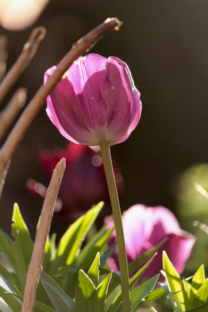 Tulpen im Garten