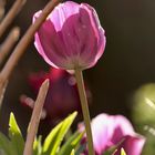 Tulpen im Garten