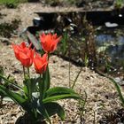 Tulpen im Garten