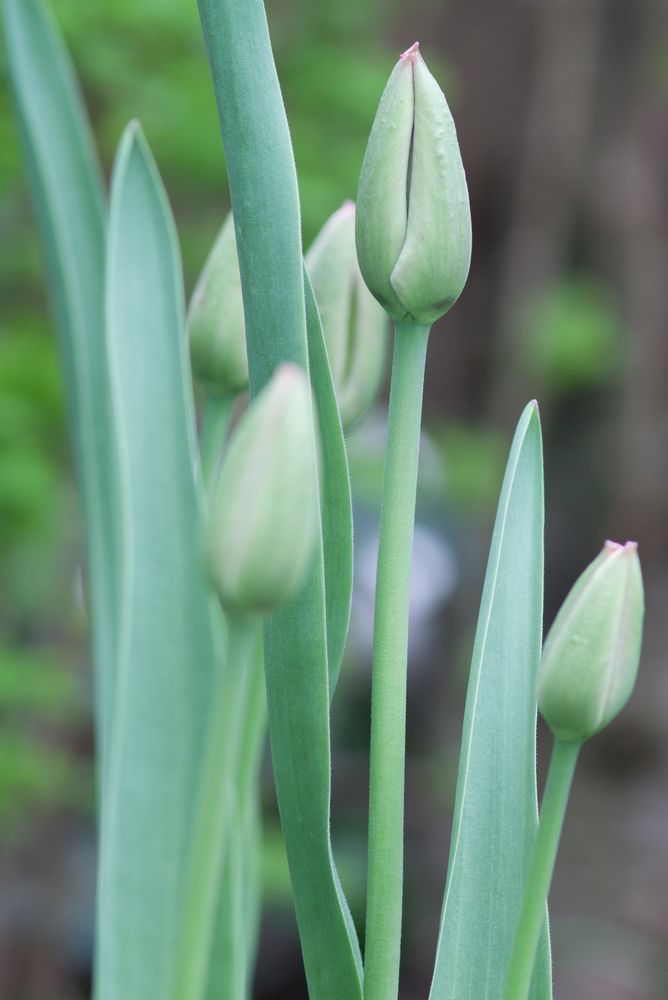 Tulpen im Garten 2 Foto & Bild pflanzen, pilze & flechten, blüten