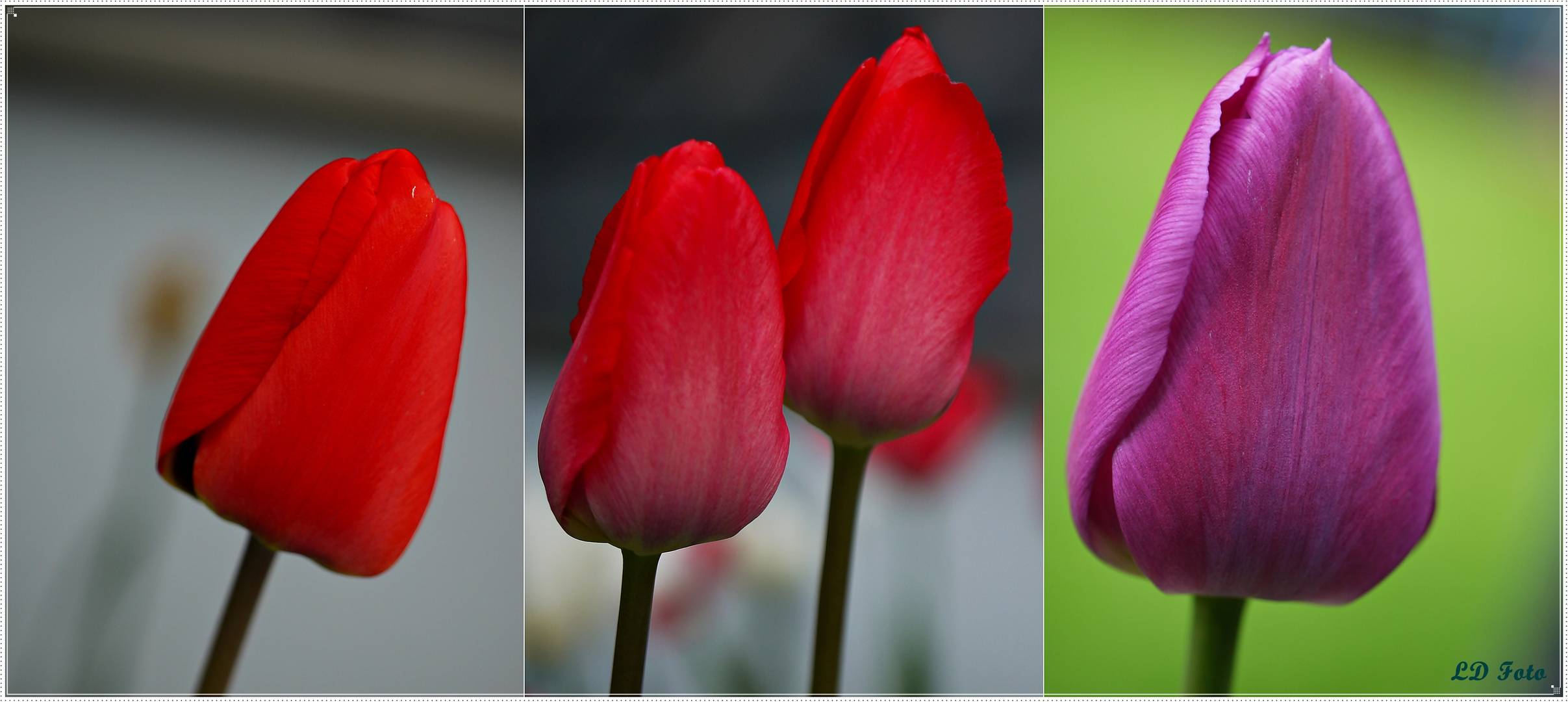 Tulpen im Garten