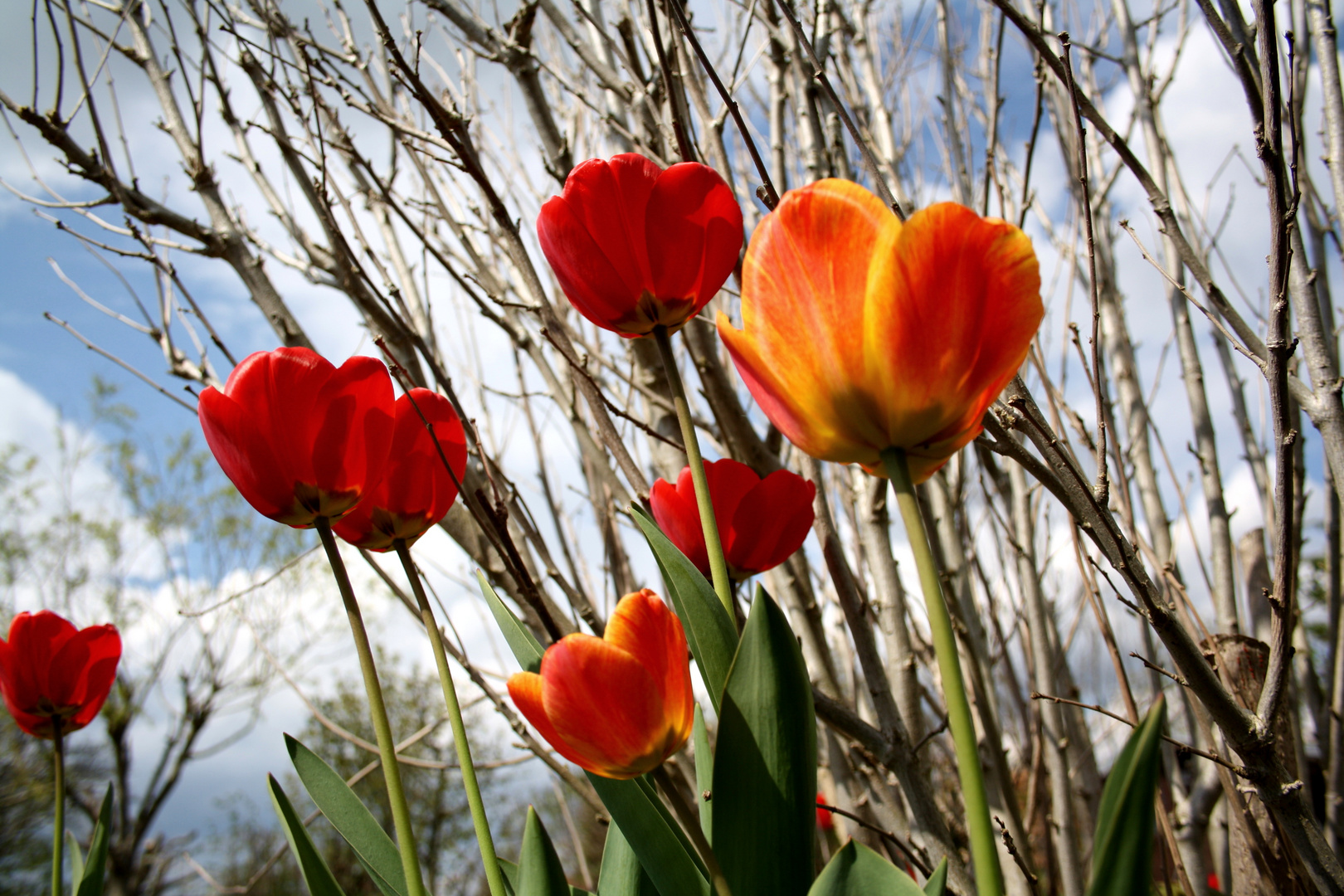 Tulpen im Garten