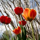 Tulpen im Garten