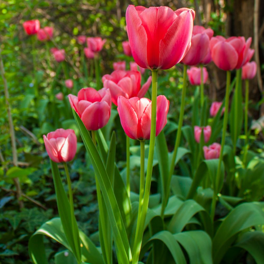 Tulpen im Garten 3 Foto & Bild pflanzen, pilze & flechten, blüten