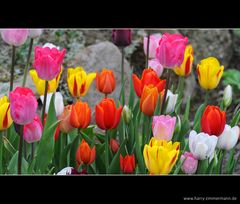 Tulpen im Garten