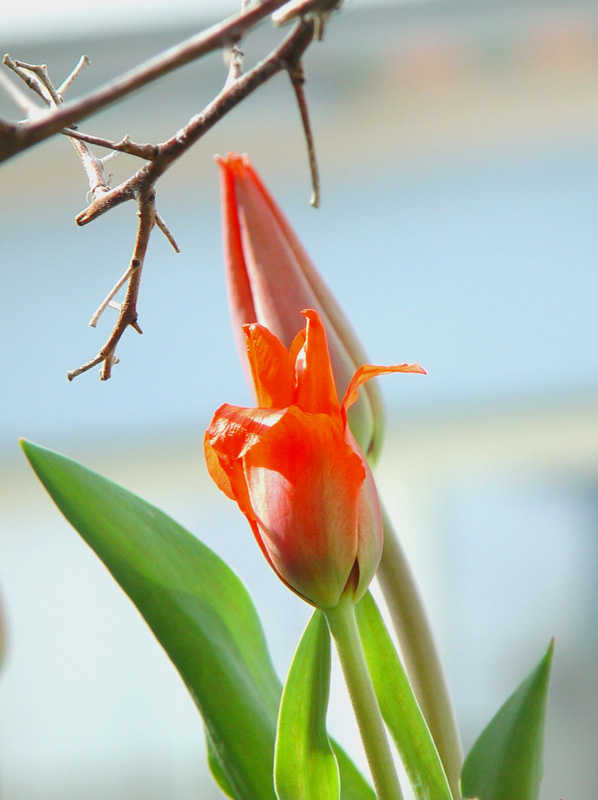 Tulpen im Garten