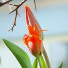 Tulpen im Garten