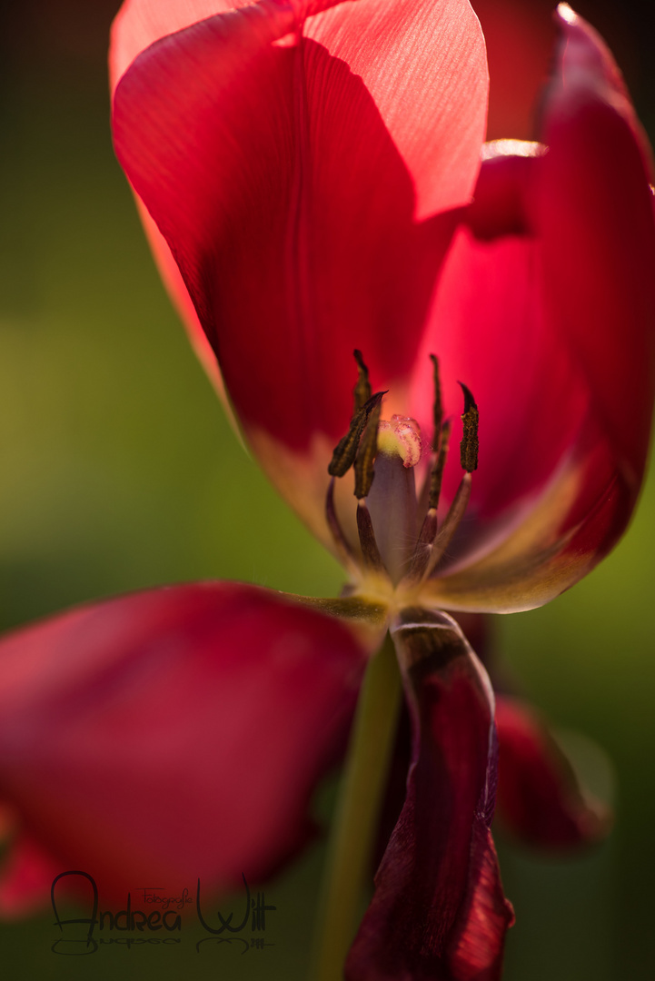 Tulpen im Garten