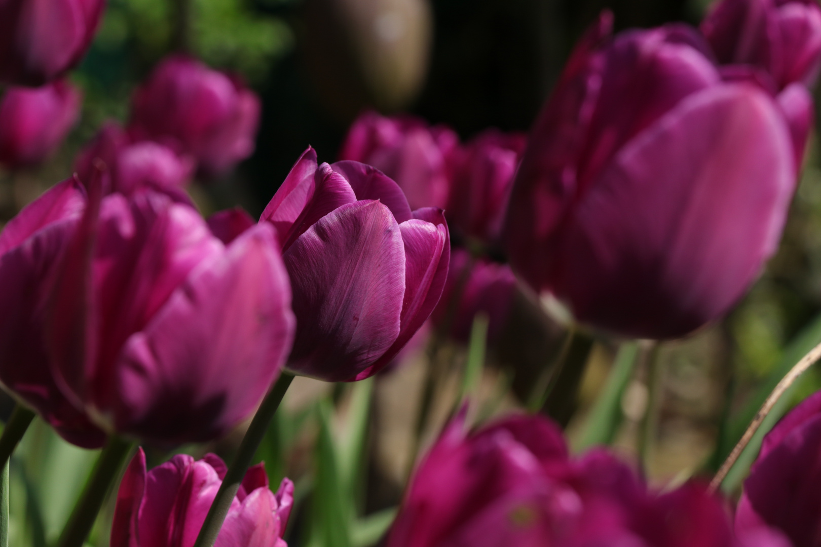 Tulpen im Garten