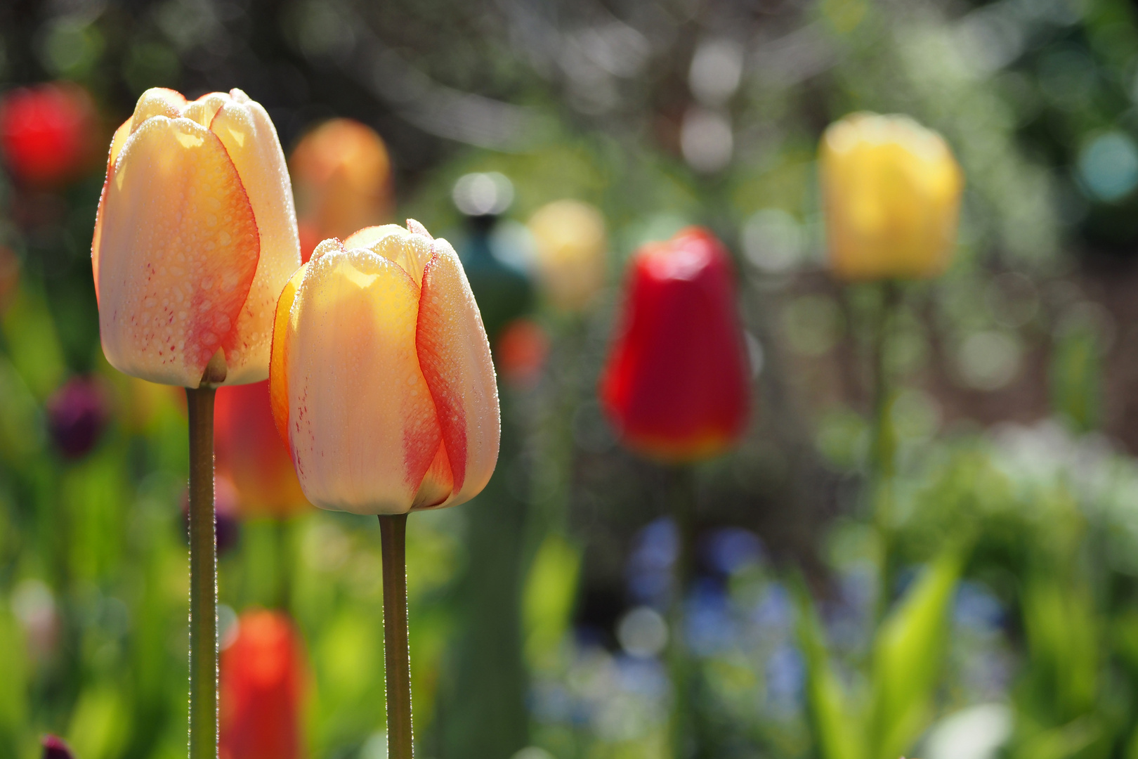 tulpen im garten Foto & Bild projekte, 3 mittwochsblümchen