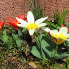 Tulpen im Garten