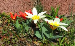 Tulpen im Garten