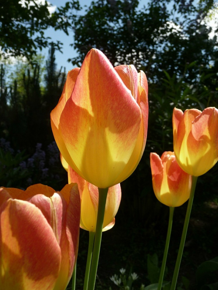 Tulpen im Garten