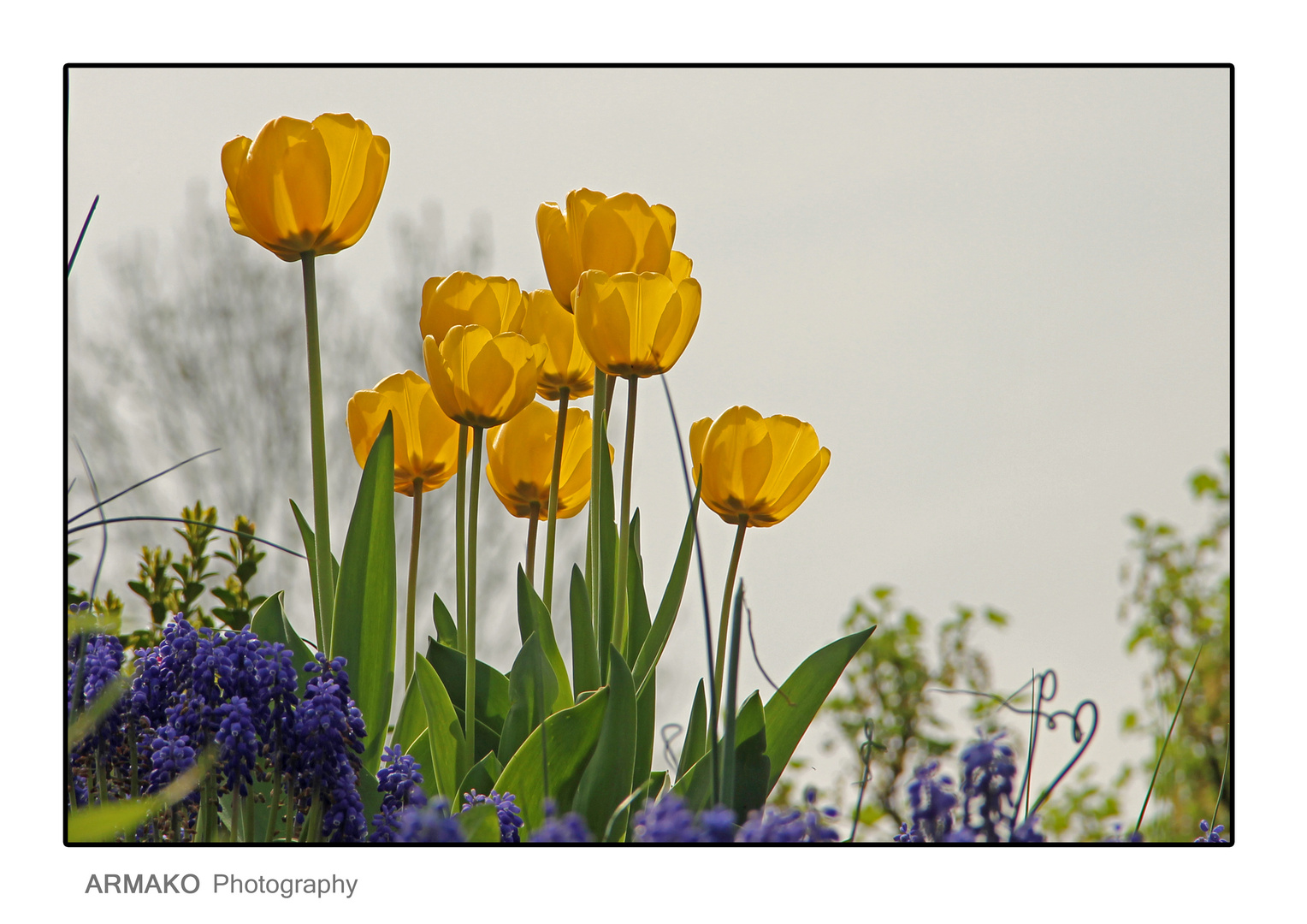 Tulpen im Garten