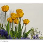 Tulpen im Garten