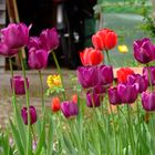 Tulpen im Garten