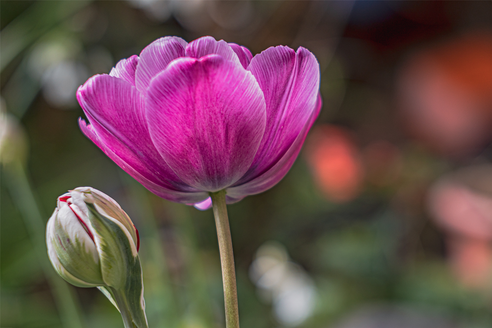 Tulpen im Garten