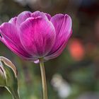 Tulpen im Garten