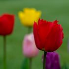 Tulpen im Garten