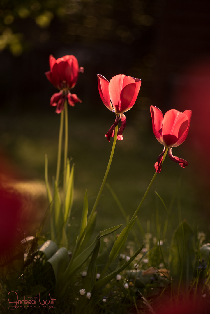 Tulpen im Garten