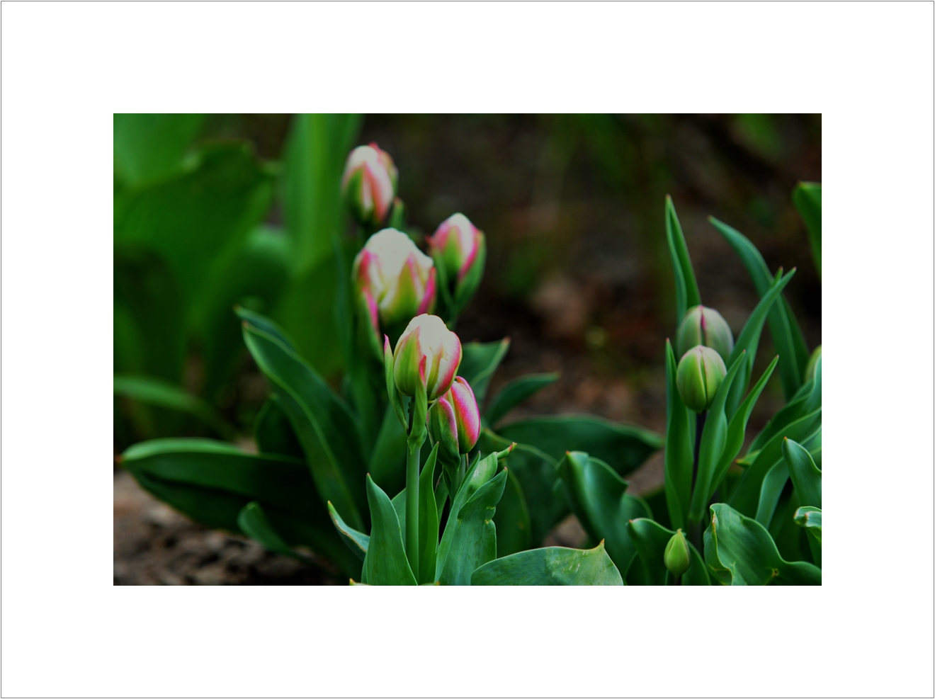 Tulpen im Garten