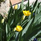 Tulpen im Garten